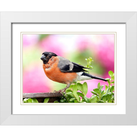 Bird 23 White Modern Wood Framed Art Print with Double Matting by Lee, Rachel