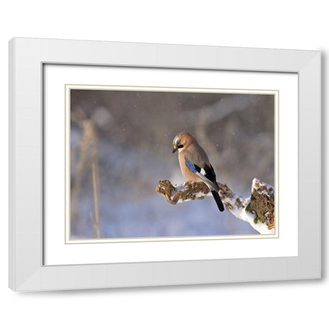 Bird 25 White Modern Wood Framed Art Print with Double Matting by Lee, Rachel