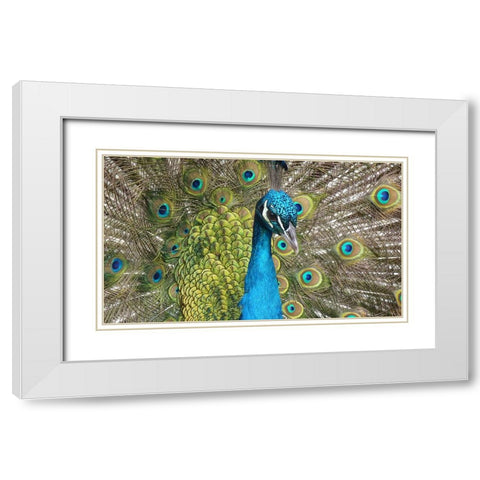 Bird 26 White Modern Wood Framed Art Print with Double Matting by Lee, Rachel
