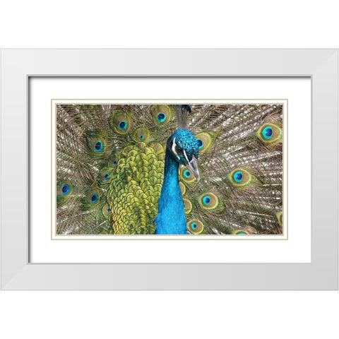 Bird 26 White Modern Wood Framed Art Print with Double Matting by Lee, Rachel