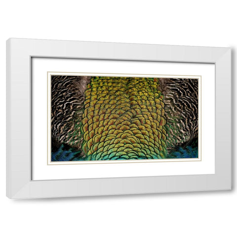 Bird 28 White Modern Wood Framed Art Print with Double Matting by Lee, Rachel