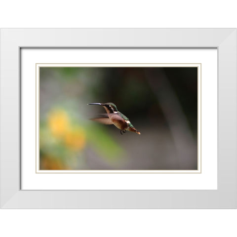 Bird 31 White Modern Wood Framed Art Print with Double Matting by Lee, Rachel