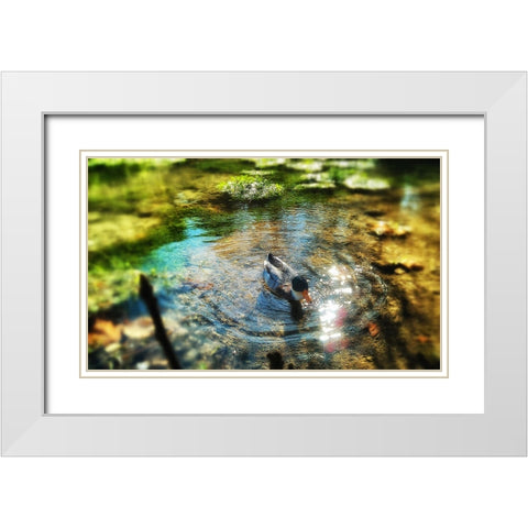 Bird 34 White Modern Wood Framed Art Print with Double Matting by Lee, Rachel