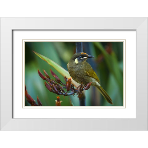 Bird 36 White Modern Wood Framed Art Print with Double Matting by Lee, Rachel