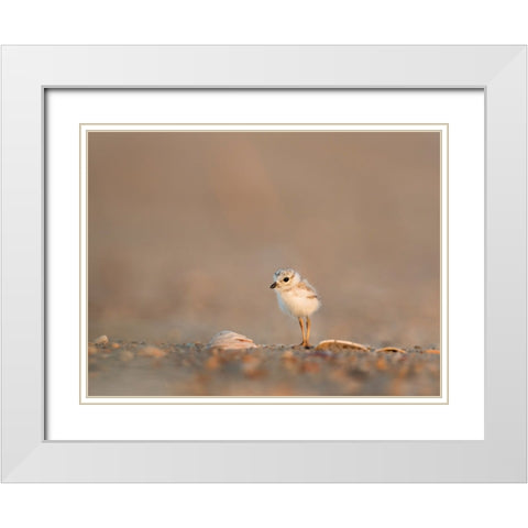 Bird 39 White Modern Wood Framed Art Print with Double Matting by Lee, Rachel
