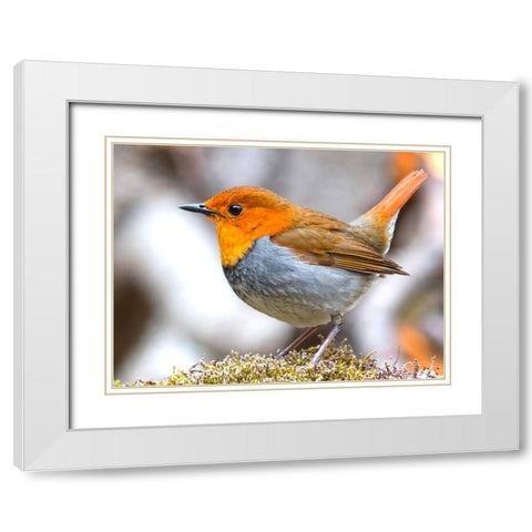 Bird 4 White Modern Wood Framed Art Print with Double Matting by Lee, Rachel