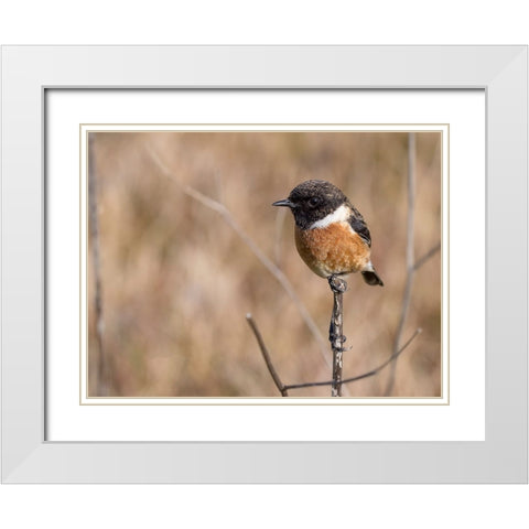 Bird 41 White Modern Wood Framed Art Print with Double Matting by Lee, Rachel