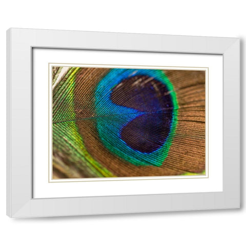 Bird 43 White Modern Wood Framed Art Print with Double Matting by Lee, Rachel