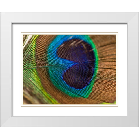 Bird 43 White Modern Wood Framed Art Print with Double Matting by Lee, Rachel