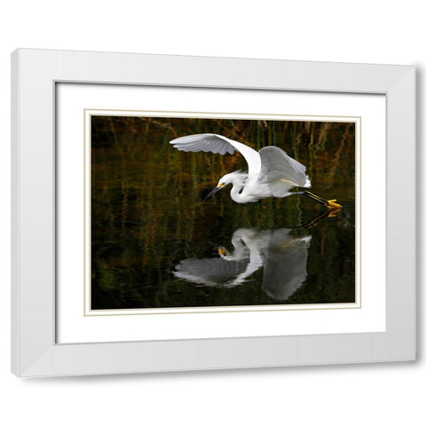 Bird 46 White Modern Wood Framed Art Print with Double Matting by Lee, Rachel