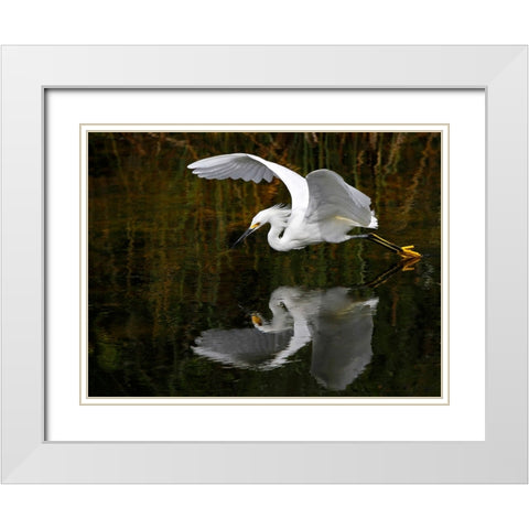 Bird 46 White Modern Wood Framed Art Print with Double Matting by Lee, Rachel