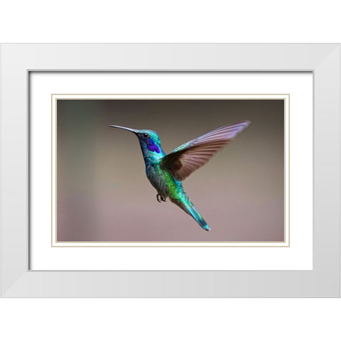 Bird 48 White Modern Wood Framed Art Print with Double Matting by Lee, Rachel