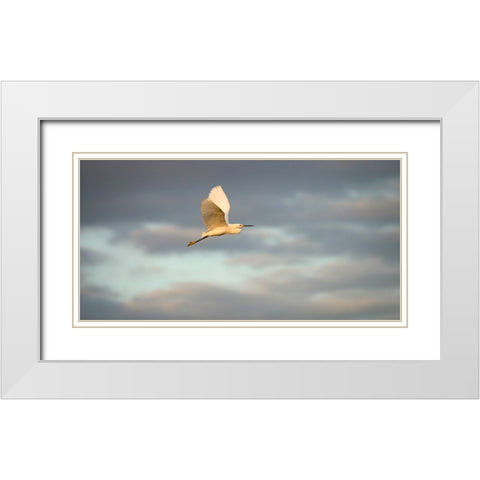 Bird 49 White Modern Wood Framed Art Print with Double Matting by Lee, Rachel