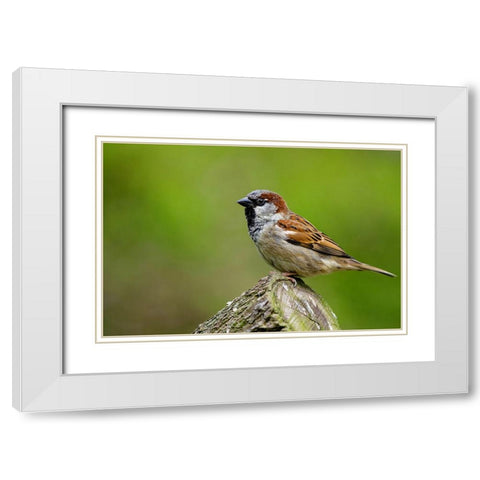 Bird 5 White Modern Wood Framed Art Print with Double Matting by Lee, Rachel