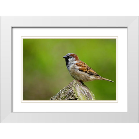 Bird 5 White Modern Wood Framed Art Print with Double Matting by Lee, Rachel