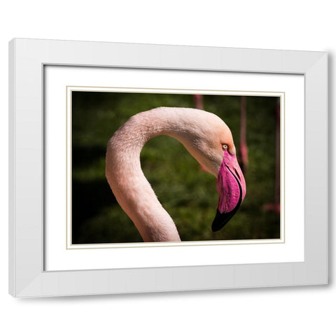 Bird 51 White Modern Wood Framed Art Print with Double Matting by Lee, Rachel