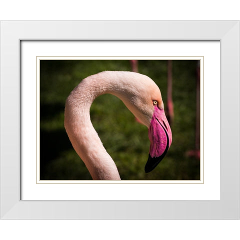 Bird 51 White Modern Wood Framed Art Print with Double Matting by Lee, Rachel