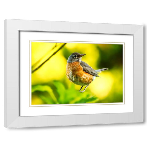 Bird 52 White Modern Wood Framed Art Print with Double Matting by Lee, Rachel