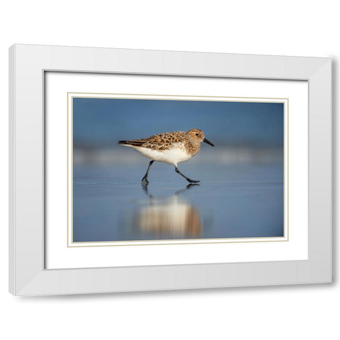 Bird 55 White Modern Wood Framed Art Print with Double Matting by Lee, Rachel