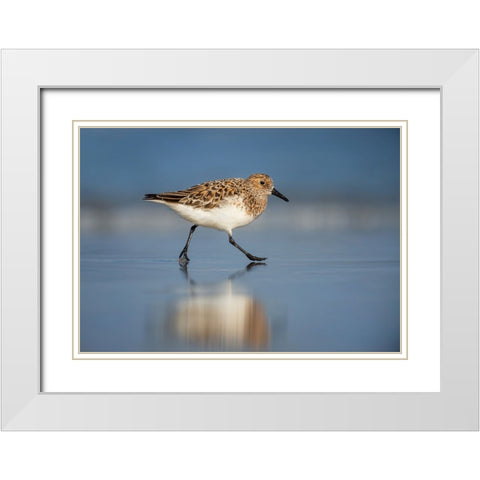 Bird 55 White Modern Wood Framed Art Print with Double Matting by Lee, Rachel