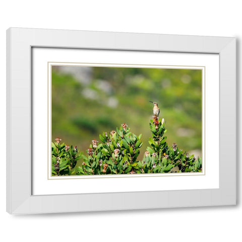 Bird 58 White Modern Wood Framed Art Print with Double Matting by Lee, Rachel