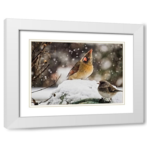 Bird 64 White Modern Wood Framed Art Print with Double Matting by Lee, Rachel