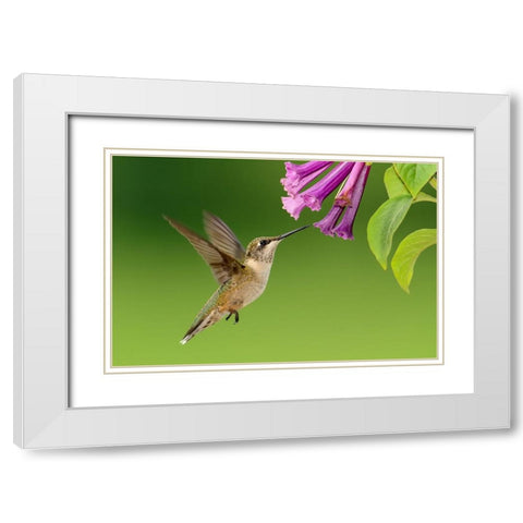 Bird 7 White Modern Wood Framed Art Print with Double Matting by Lee, Rachel