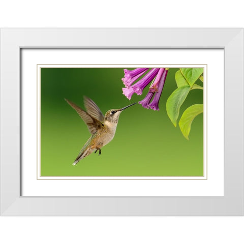 Bird 7 White Modern Wood Framed Art Print with Double Matting by Lee, Rachel