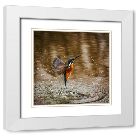 Bird 8 White Modern Wood Framed Art Print with Double Matting by Lee, Rachel