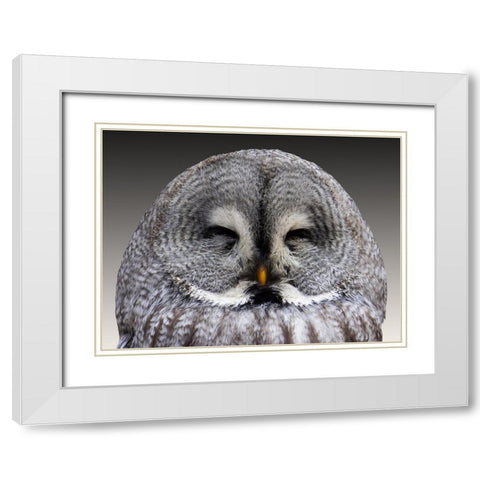 Bird 9 White Modern Wood Framed Art Print with Double Matting by Lee, Rachel