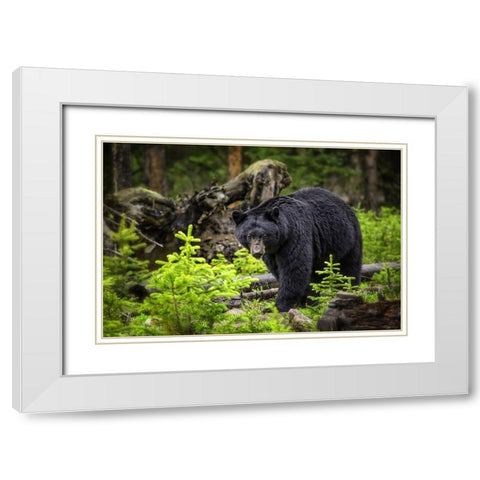 Black Bear White Modern Wood Framed Art Print with Double Matting by Lee, Rachel