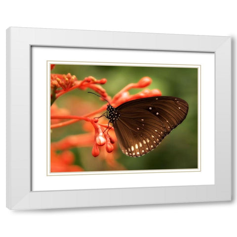 Butterfly 4 White Modern Wood Framed Art Print with Double Matting by Lee, Rachel