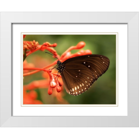 Butterfly 4 White Modern Wood Framed Art Print with Double Matting by Lee, Rachel