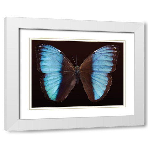 Butterfly 5 White Modern Wood Framed Art Print with Double Matting by Lee, Rachel