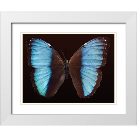 Butterfly 5 White Modern Wood Framed Art Print with Double Matting by Lee, Rachel