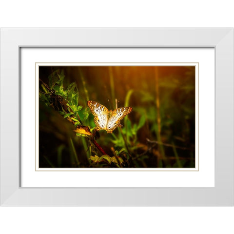 Butterfly 7 White Modern Wood Framed Art Print with Double Matting by Lee, Rachel