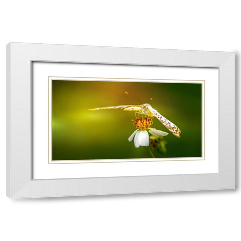 Butterfly 9 White Modern Wood Framed Art Print with Double Matting by Lee, Rachel