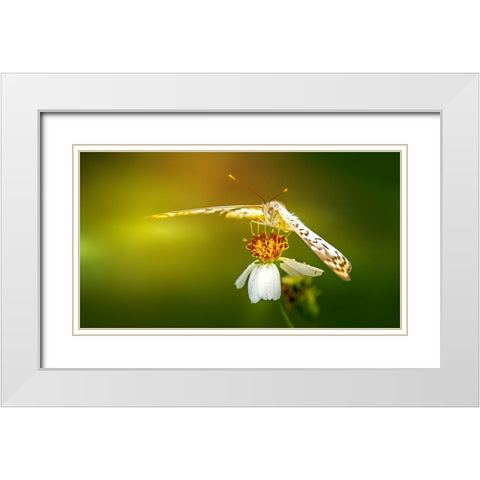 Butterfly 9 White Modern Wood Framed Art Print with Double Matting by Lee, Rachel