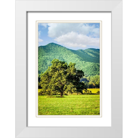 Cades Cove Tree White Modern Wood Framed Art Print with Double Matting by Lee, Rachel