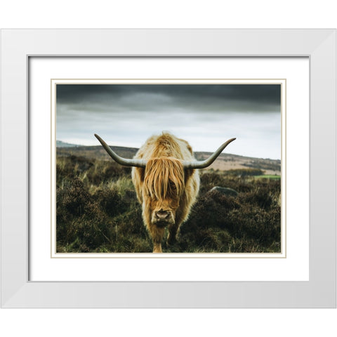 Cow 1 White Modern Wood Framed Art Print with Double Matting by Lee, Rachel