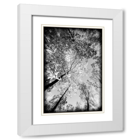 Fall Trees BW Holga White Modern Wood Framed Art Print with Double Matting by Lee, Rachel