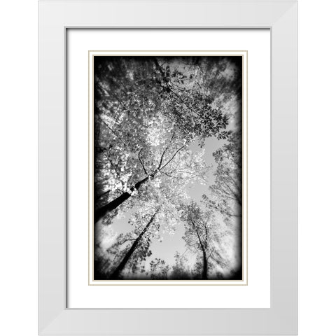 Fall Trees BW Holga White Modern Wood Framed Art Print with Double Matting by Lee, Rachel