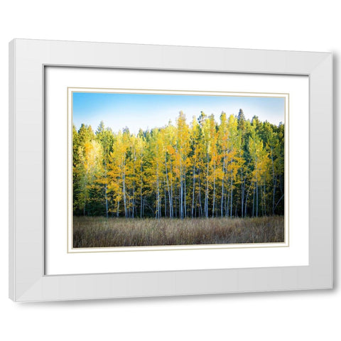 Fall Trees 10 White Modern Wood Framed Art Print with Double Matting by Lee, Rachel