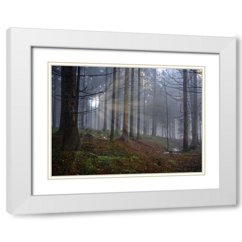 Fall Trees 14 White Modern Wood Framed Art Print with Double Matting by Lee, Rachel
