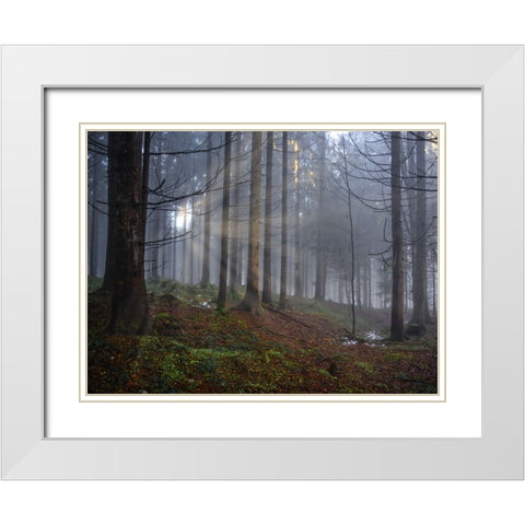 Fall Trees 14 White Modern Wood Framed Art Print with Double Matting by Lee, Rachel