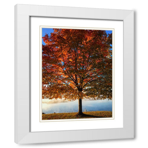 Fall Trees 15 White Modern Wood Framed Art Print with Double Matting by Lee, Rachel