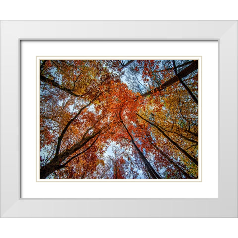 Fall Trees 16 White Modern Wood Framed Art Print with Double Matting by Lee, Rachel
