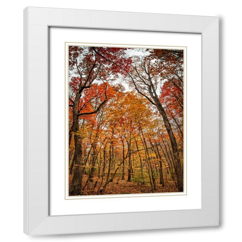 Fall Trees 17 White Modern Wood Framed Art Print with Double Matting by Lee, Rachel
