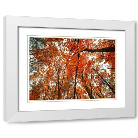 Fall Trees 18 White Modern Wood Framed Art Print with Double Matting by Lee, Rachel