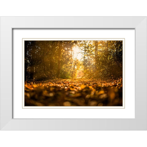 Fall Trees 5 White Modern Wood Framed Art Print with Double Matting by Lee, Rachel